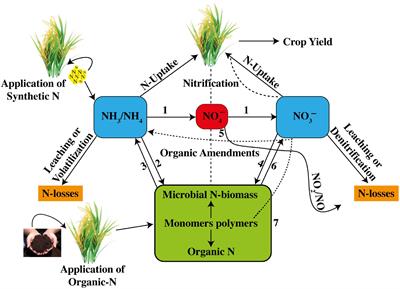 Frontiers Improving Nitrogen Use Efficiency in Aerobic Rice